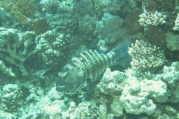20010614_Giftun_Süd_0004